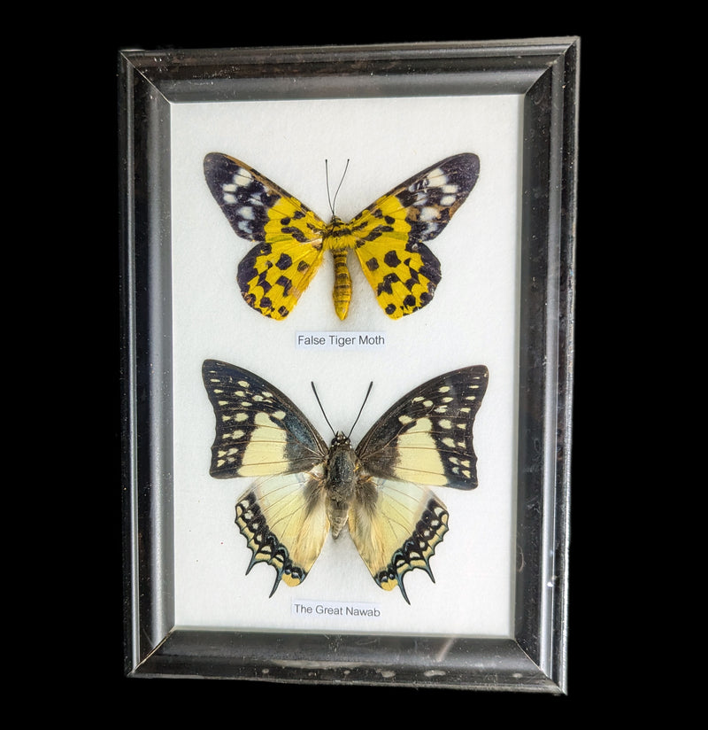 Two Riker Mounted Butterflies-Insects-World Buyers-PaxtonGate