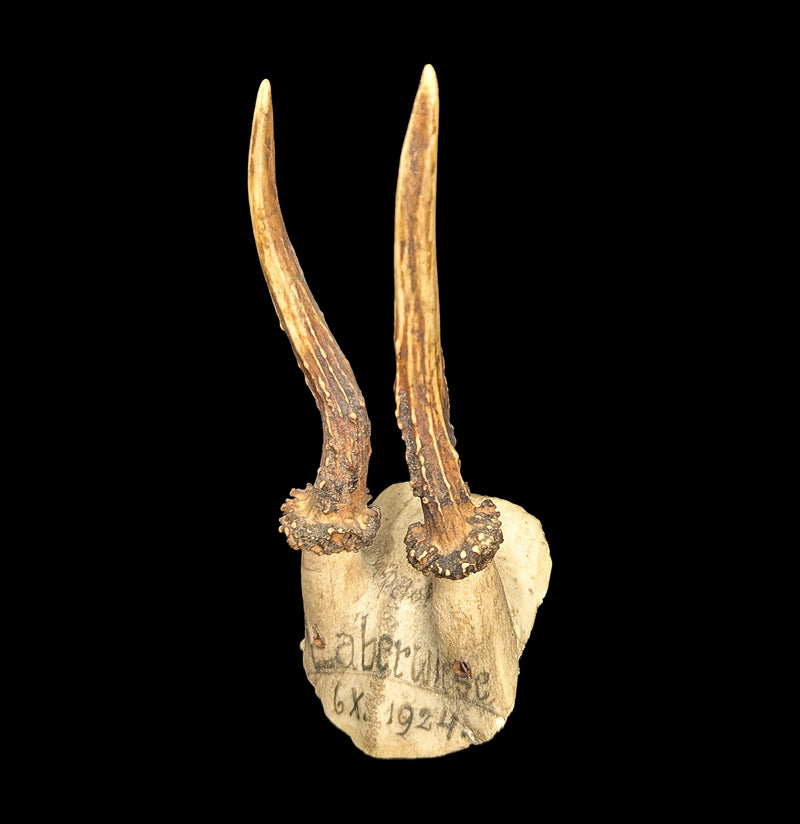 Roe Deer Skull Cap Mount For Sale | Paxton Gate