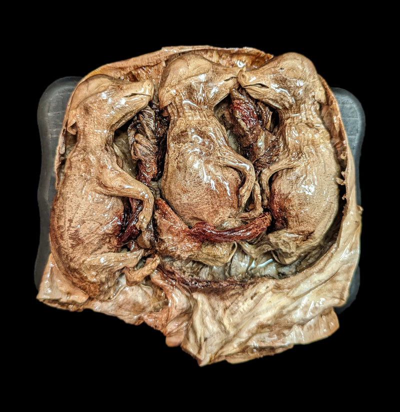 Small Triplet Fetal Pig in Utero-Taxidermy-Scientific Woman-PaxtonGate