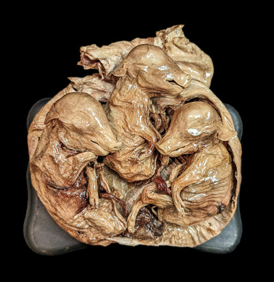 Small Triplet Fetal Pig in Utero-Taxidermy-Scientific Woman-PaxtonGate