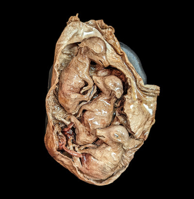 Small Triplet Fetal Pig in Utero-Taxidermy-Scientific Woman-PaxtonGate