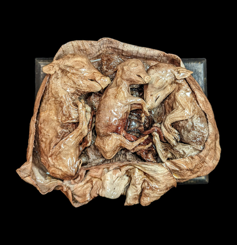 Small Triplet Fetal Pig in Utero-Taxidermy-Scientific Woman-PaxtonGate