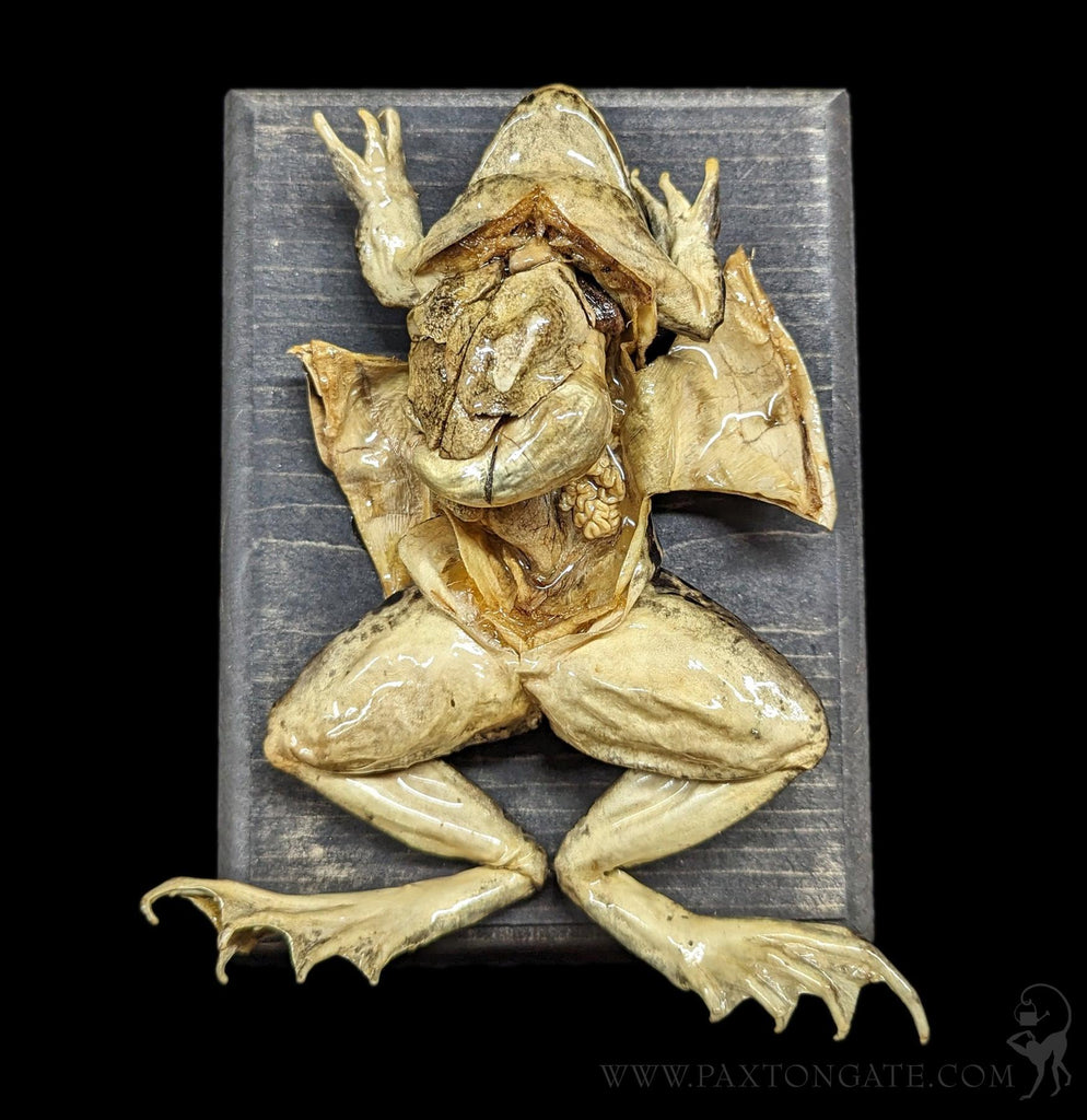 Dissected Frog Wall Mount For Sale | Paxton Gate