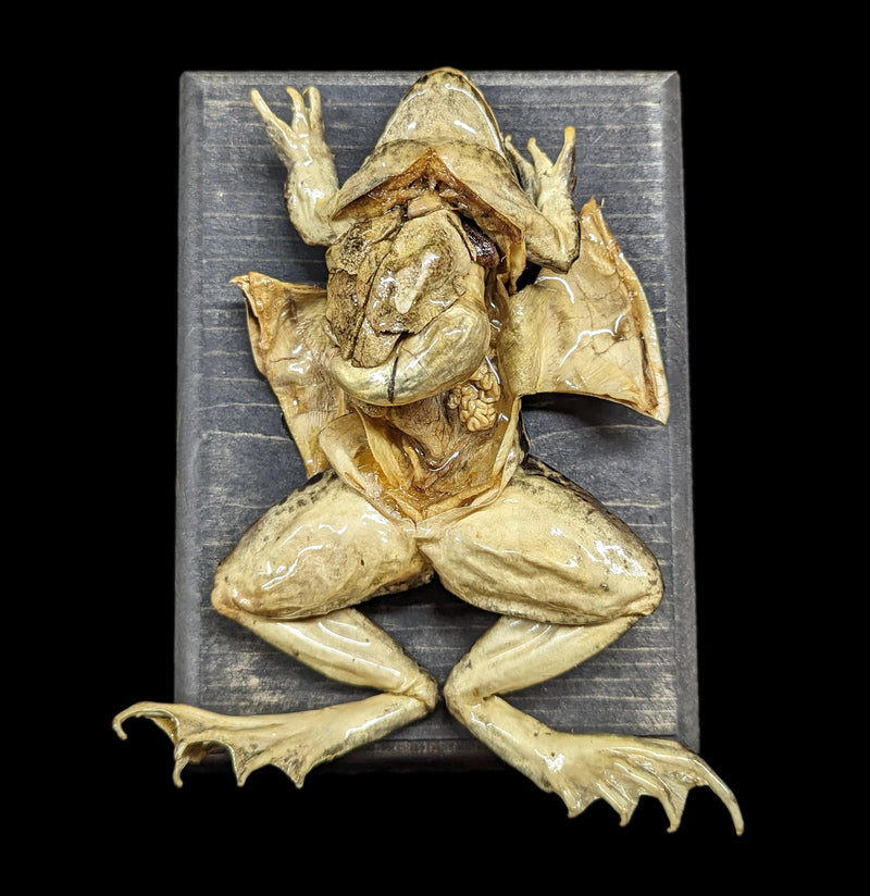 Dissected Frog Wall Mount-Taxidermy-Scientific Woman-PaxtonGate