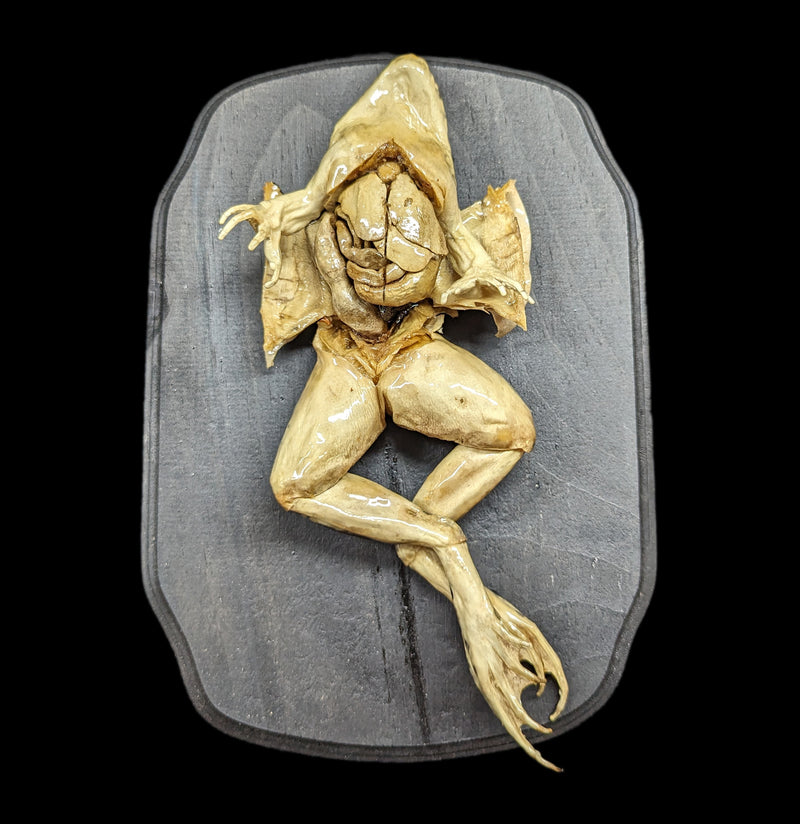 Dissected Frog Wall Mount-Taxidermy-Scientific Woman-PaxtonGate