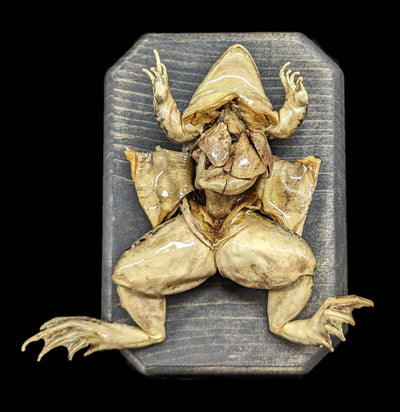 Dissected Frog Wall Mount-Taxidermy-Scientific Woman-PaxtonGate