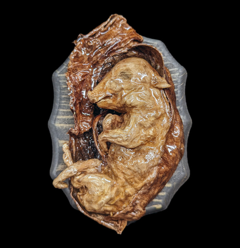 Small Dissected Fetal Pigs in Uterus-Taxidermy-Scientific Woman-PaxtonGate