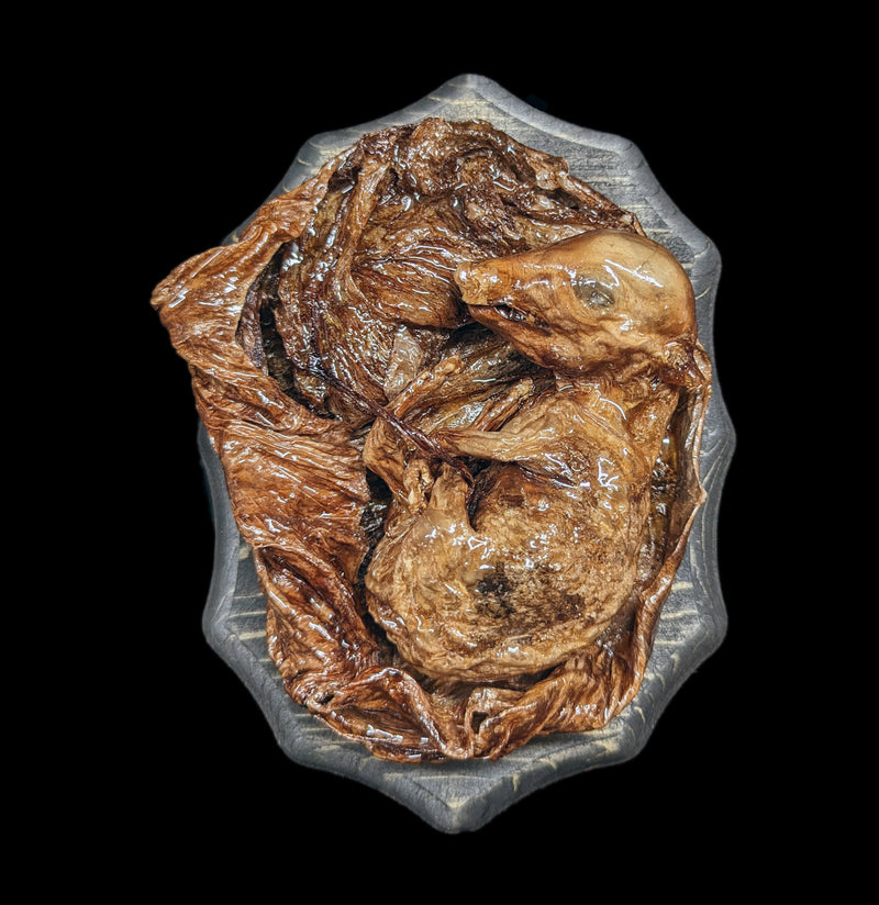 Small Dissected Fetal Pigs in Uterus-Taxidermy-Scientific Woman-PaxtonGate
