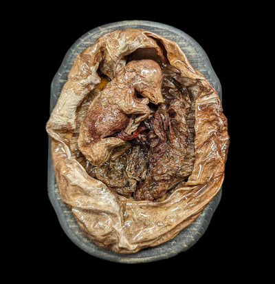 Small Dissected Fetal Pigs in Uterus-Taxidermy-Scientific Woman-PaxtonGate