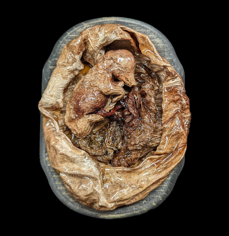 Small Dissected Fetal Pigs in Uterus-Taxidermy-Scientific Woman-PaxtonGate