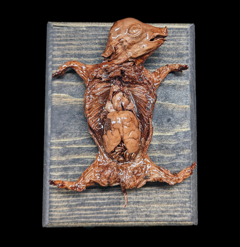 Dissected Fetal Pig Wall Mount-Taxidermy-Scientific Woman-PaxtonGate