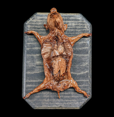 Dissected Fetal Pig Wall Mount-Taxidermy-Scientific Woman-PaxtonGate