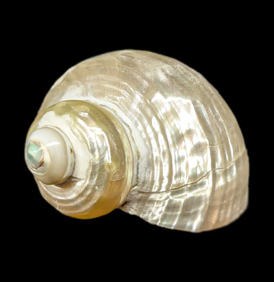 Goldmouth Turbo Shell-Invertbrts-Tideline-PaxtonGate