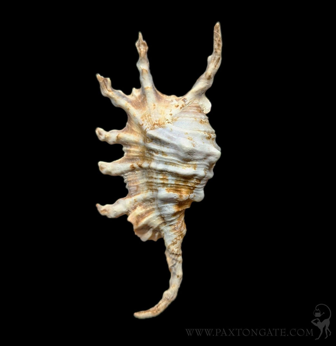 貝殻 Oocorys Lussii Paxton_Gate_shell_lambda_1080x