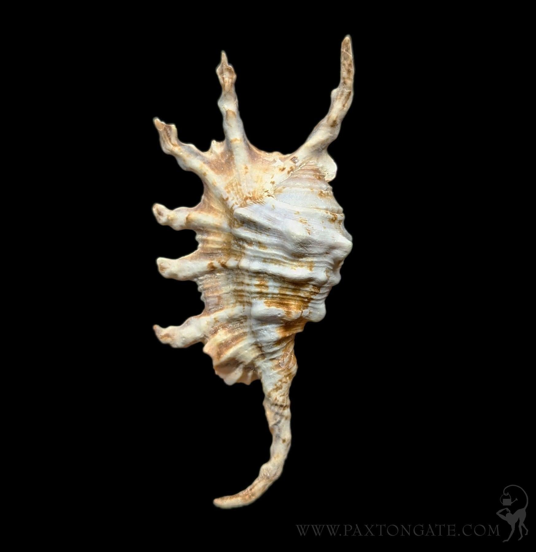 Lambis Scorpius Spider Shell โ Paxton Gate