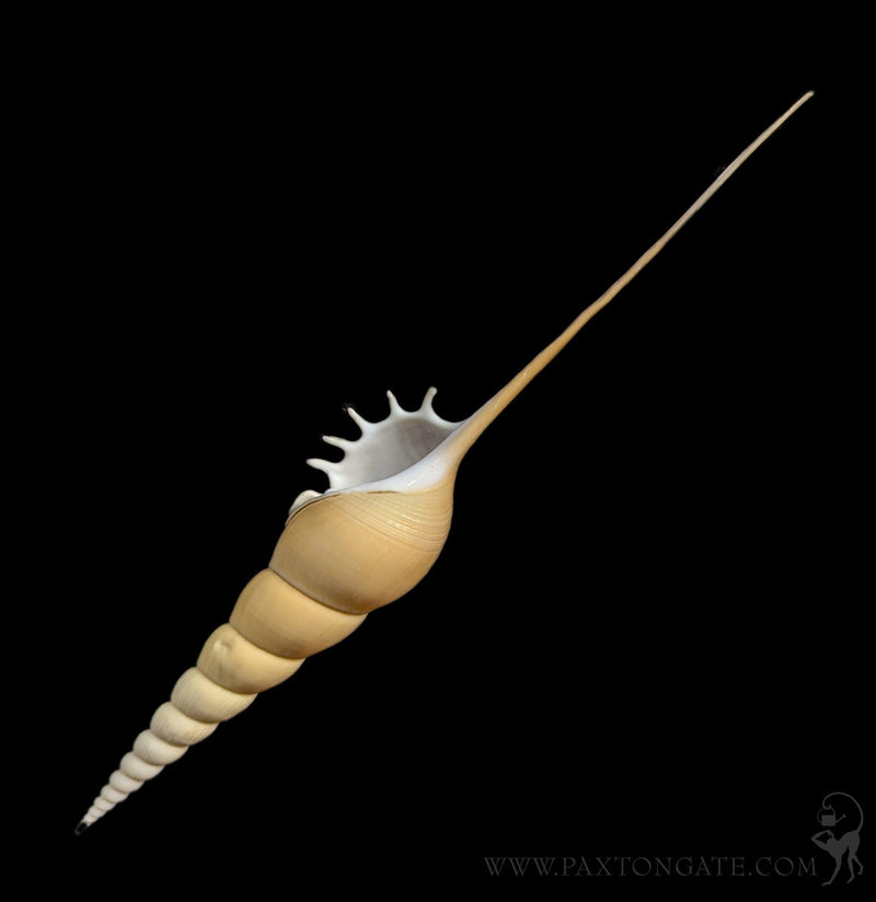 Tibia Fusus Shell – Paxton Gate