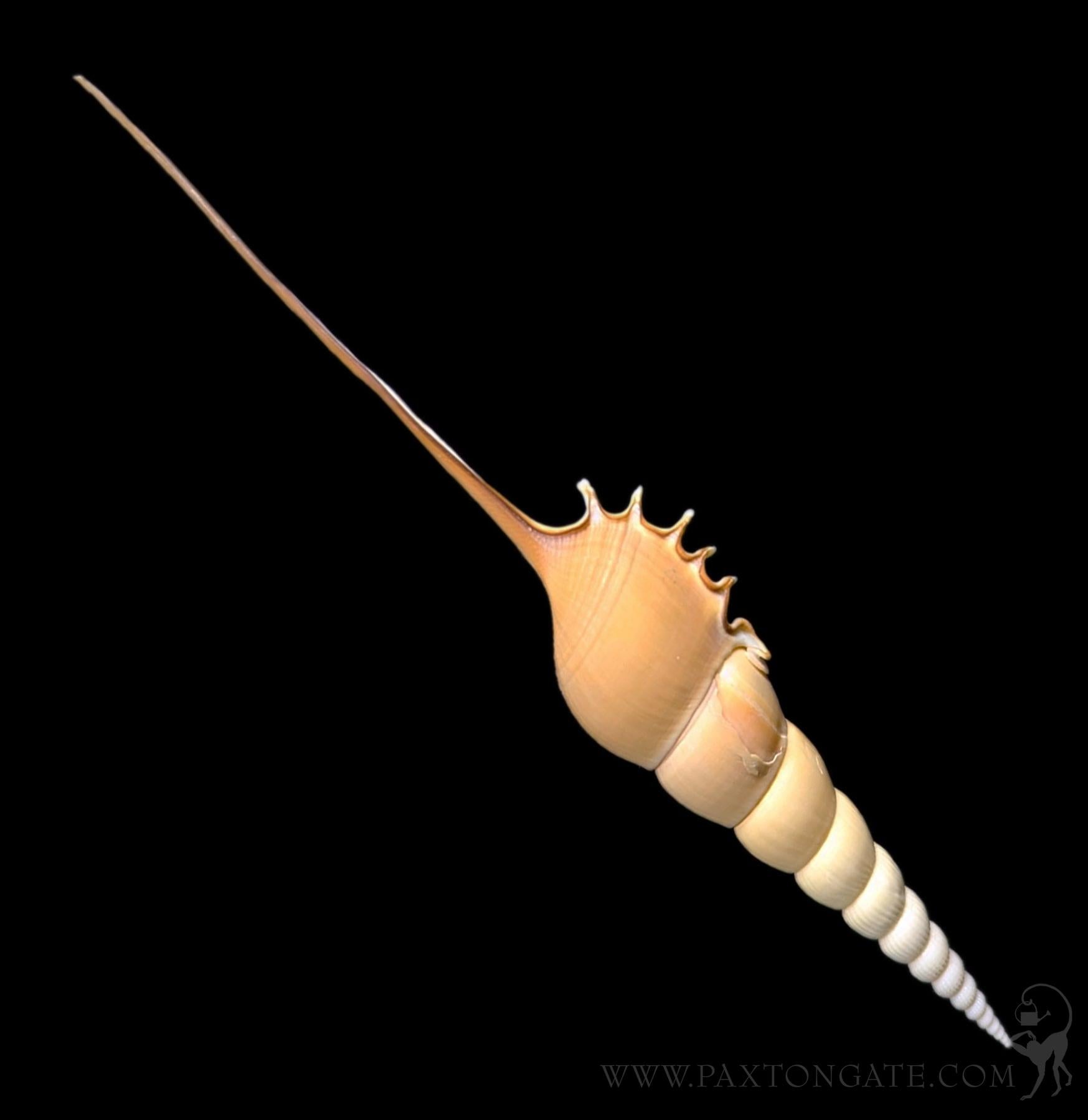 Tibia Fusus Shell – Paxton Gate