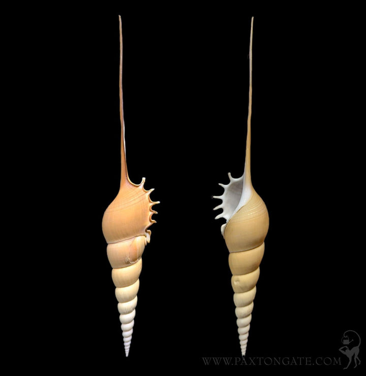 Paxton_Gate_shell_spear_720x.