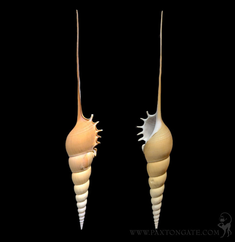 Tibia Fusus Shell – Paxton Gate