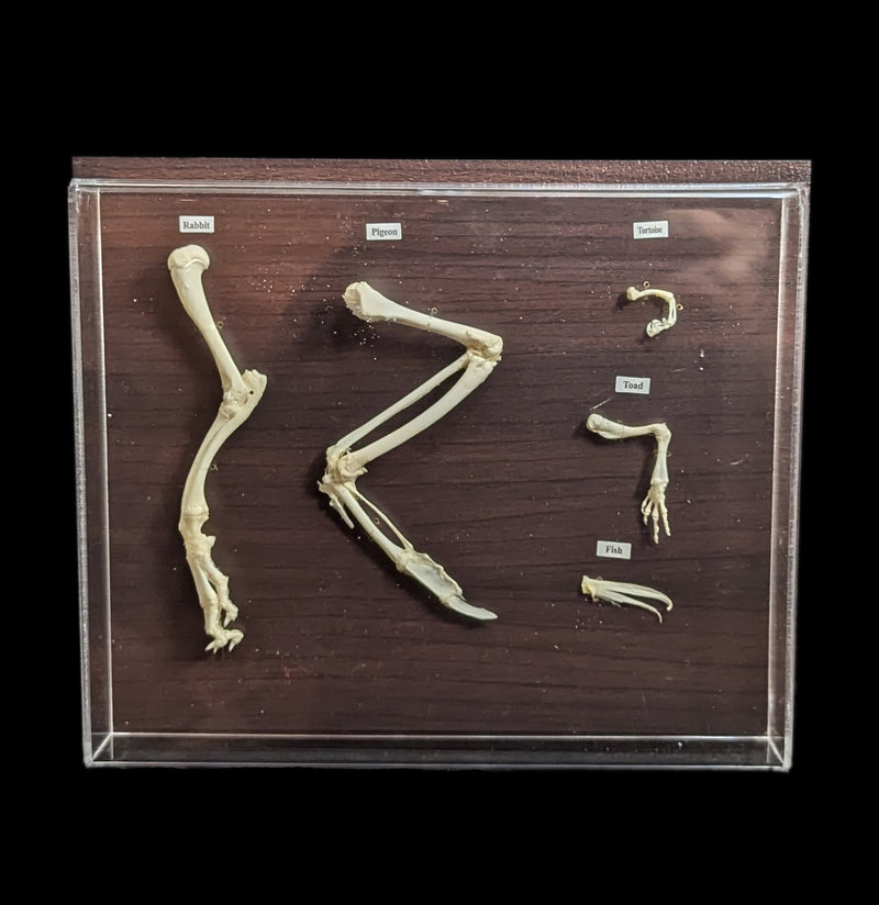 Front Limb Comparisons-Skeletons-C & A Scientific Co., Inc-PaxtonGate