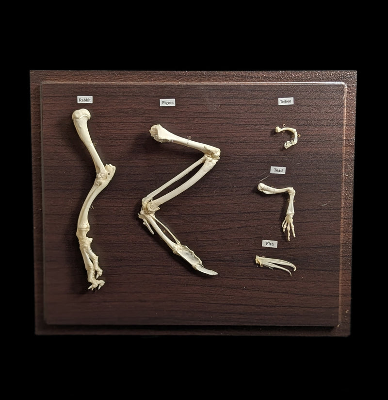 Front Limb Comparisons-Skeletons-C & A Scientific Co., Inc-PaxtonGate