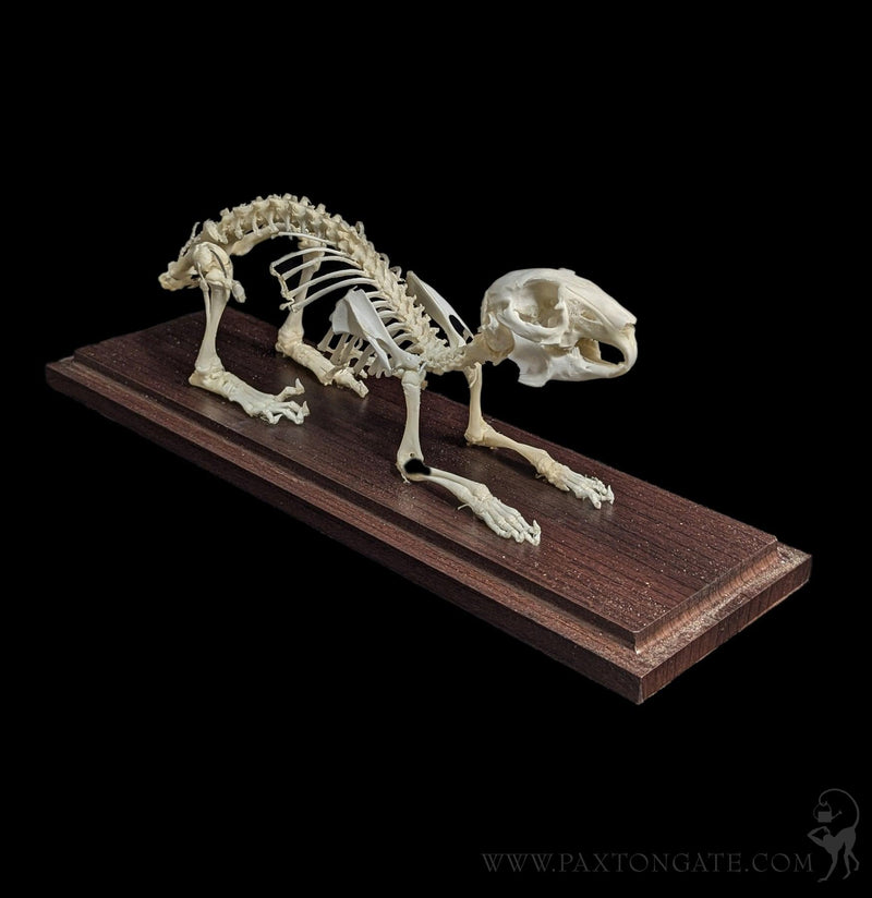 Articulated Rabbit Skeleton – Paxton Gate