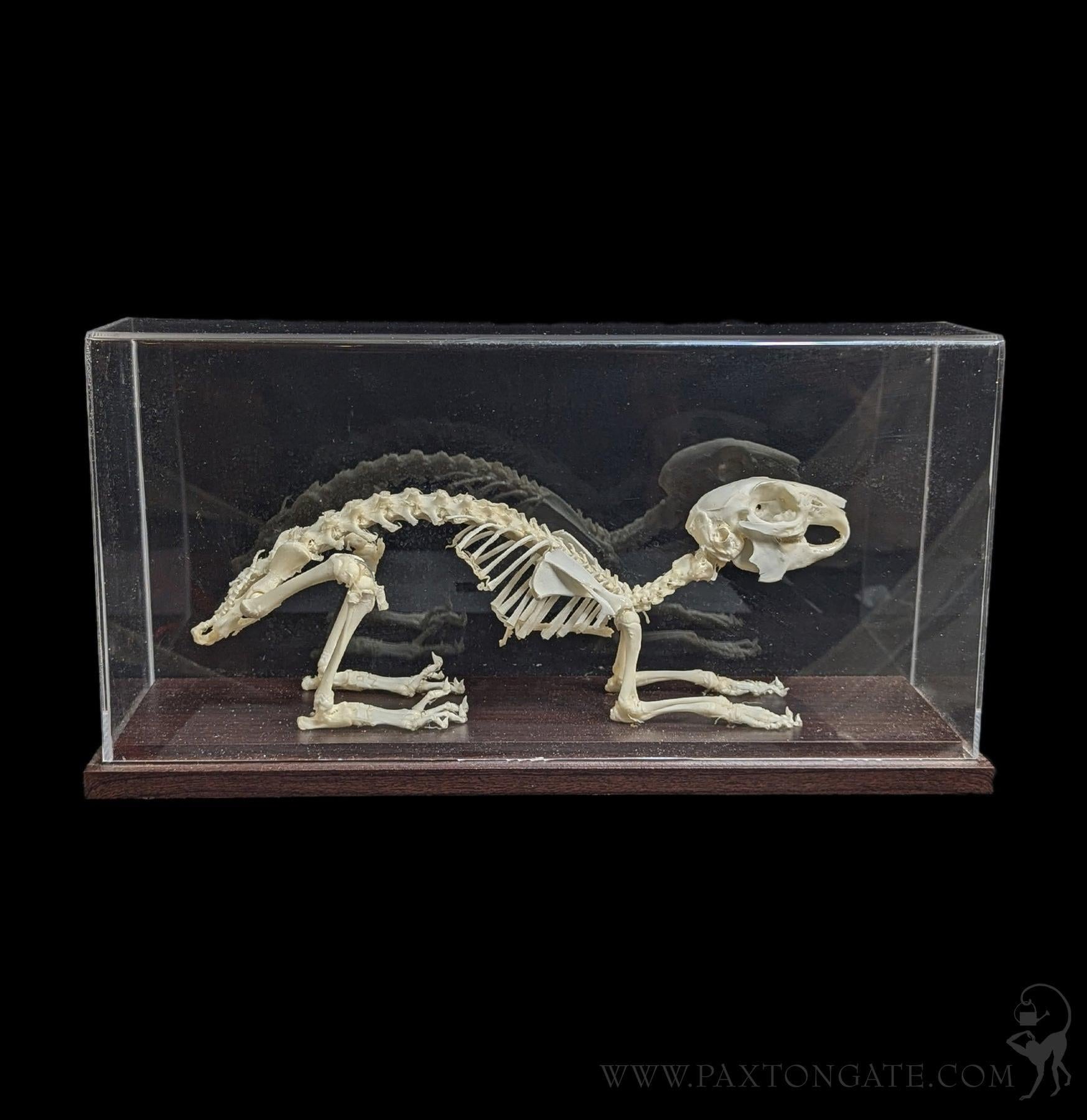 Articulated Rabbit Skeleton – Paxton Gate