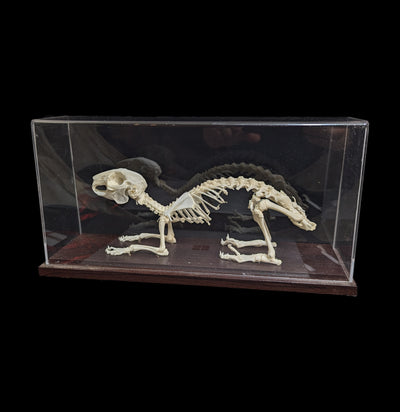 Articulated Rabbit Skeleton-Skeletons-C & A Scientific Co., Inc-PaxtonGate