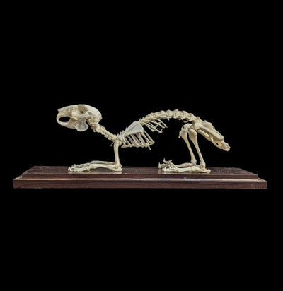 Articulated Rabbit Skeleton-Skeletons-C & A Scientific Co., Inc-PaxtonGate