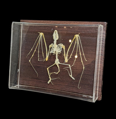 Articulated Bat Skeleton-Skeletons-C & A Scientific Co., Inc-PaxtonGate