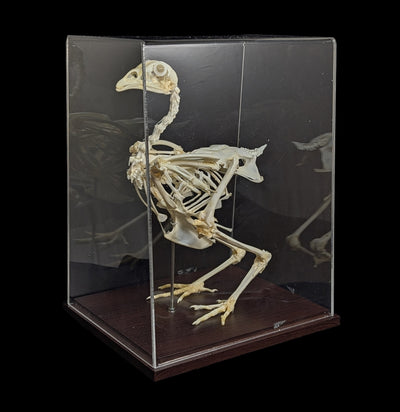 Articulated Chicken Skeleton-Skeletons-C & A Scientific Co., Inc-PaxtonGate