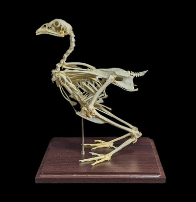 Articulated Chicken Skeleton-Skeletons-C & A Scientific Co., Inc-PaxtonGate