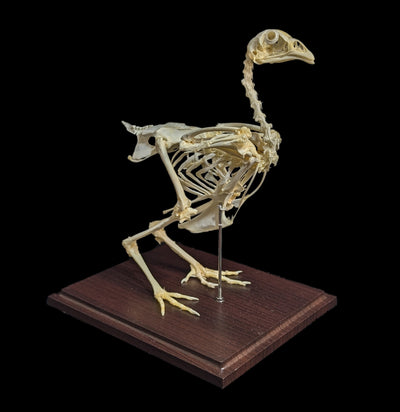 Articulated Chicken Skeleton-Skeletons-C & A Scientific Co., Inc-PaxtonGate