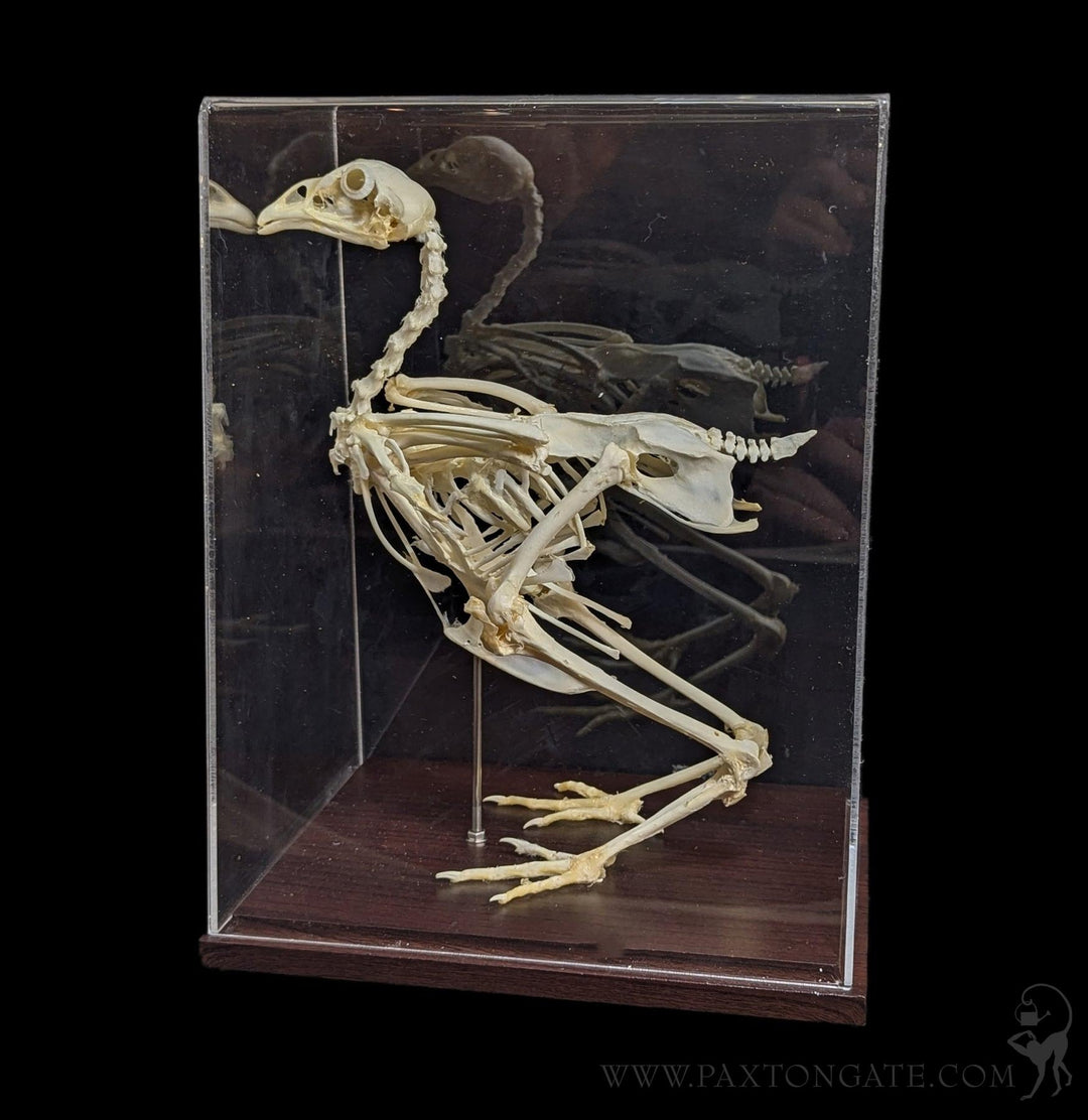Articulated Chicken Skeleton For Sale | Paxton Gate