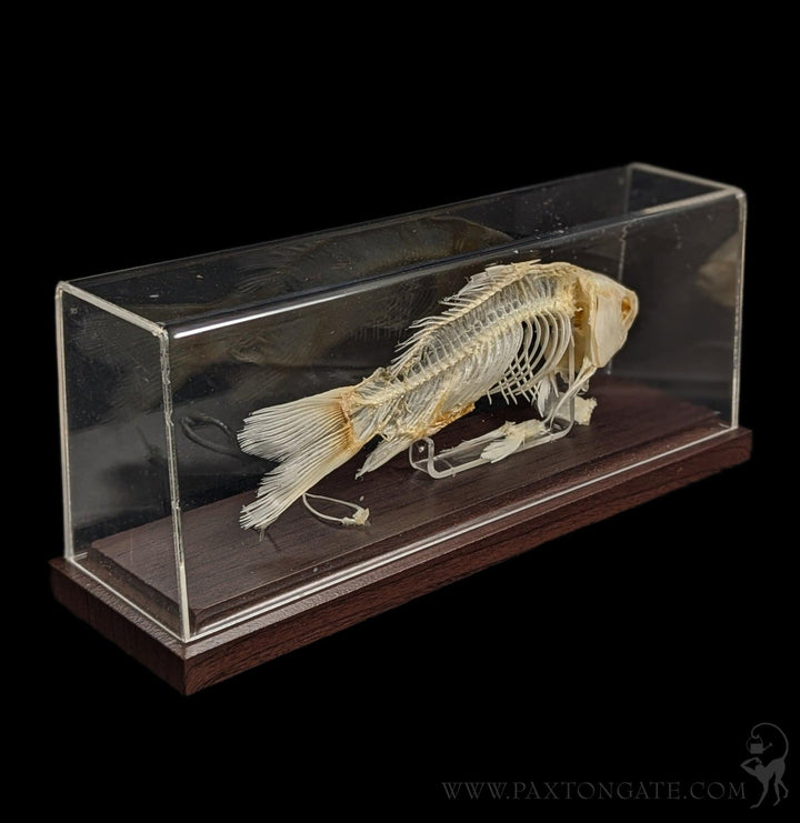 fish skeleton accessory rib cage Articulated For Sale Royal Mail Tracked 48 Length:1500 Yards Top Bed Mount 11