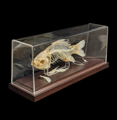 Articulated Fish Skeleton-Skeletons-C & A Scientific Co., Inc-PaxtonGate