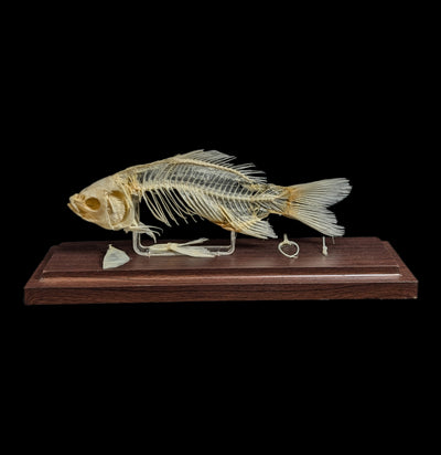 Articulated Fish Skeleton-Skeletons-C & A Scientific Co., Inc-PaxtonGate