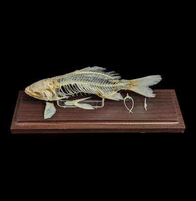 Articulated Fish Skeleton-Skeletons-C & A Scientific Co., Inc-PaxtonGate