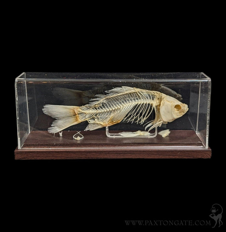 Articulated Fish Skeleton For Sale