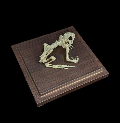 Articulated Toad Skeleton-Skeletons-C & A Scientific Co., Inc-PaxtonGate