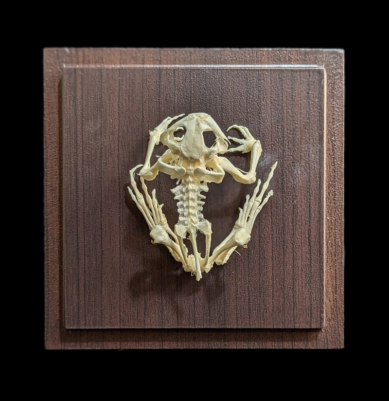 Articulated Toad Skeleton-Skeletons-C & A Scientific Co., Inc-PaxtonGate