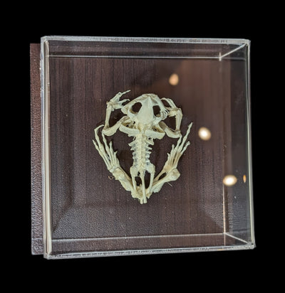 Articulated Toad Skeleton-Skeletons-C & A Scientific Co., Inc-PaxtonGate