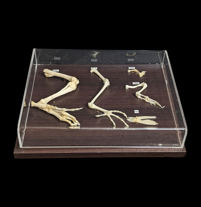 Hind Limb Comparisons-Skeletons-C & A Scientific Co., Inc-PaxtonGate