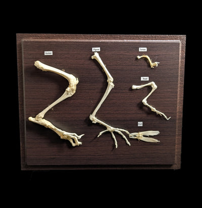 Hind Limb Comparisons-Skeletons-C & A Scientific Co., Inc-PaxtonGate