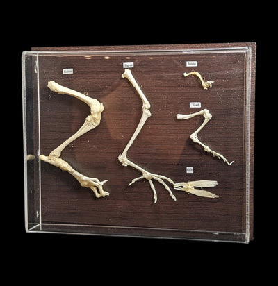 Hind Limb Comparisons-Skeletons-C & A Scientific Co., Inc-PaxtonGate