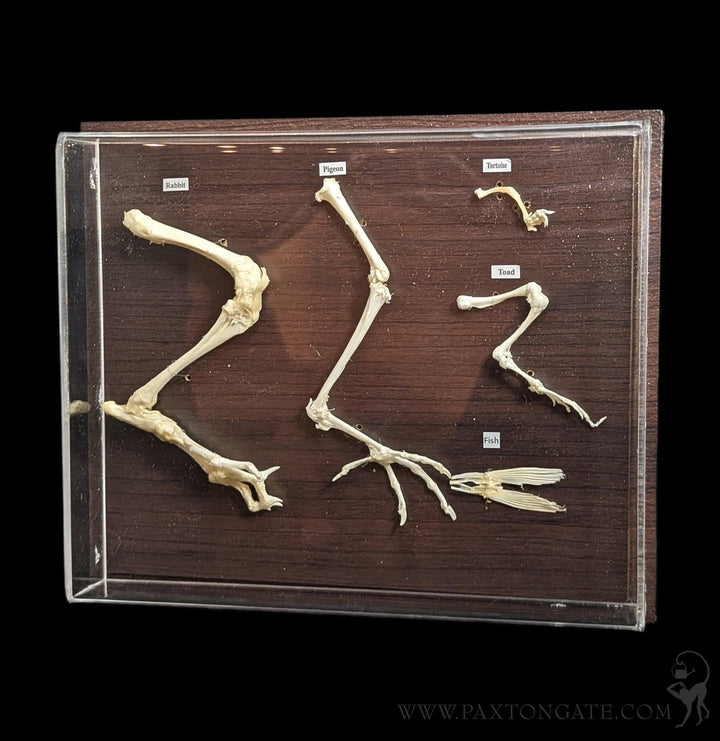 Hind Limb Comparisons For Sale | Paxton Gate