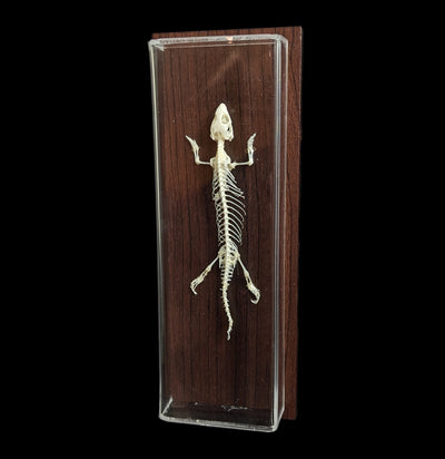 Articulated Lizard Skeleton-Skeletons-C & A Scientific Co., Inc-PaxtonGate