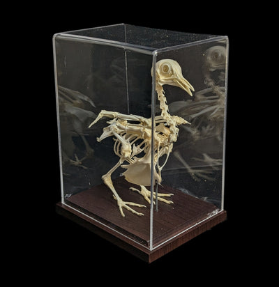 Pigeon Skeleton-Skeletons-C & A Scientific Co., Inc-PaxtonGate