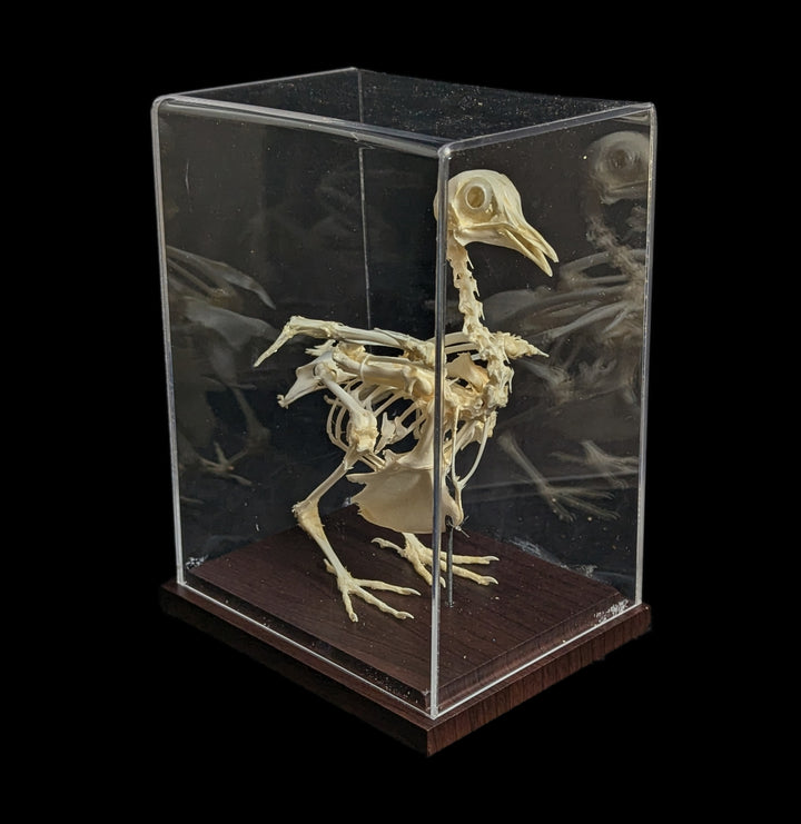 Articulated Pigeon Skeleton For Sale | Paxton Gate