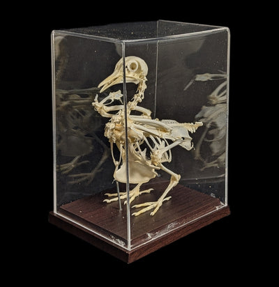 Pigeon Skeleton-Skeletons-C & A Scientific Co., Inc-PaxtonGate